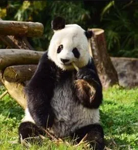 白晓棠